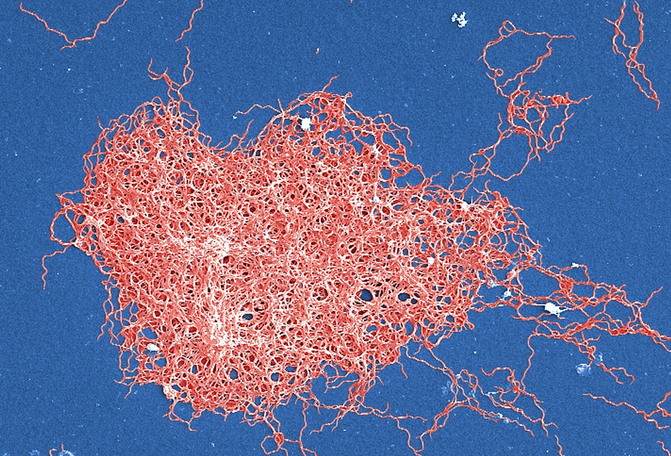 Bacteria body parts