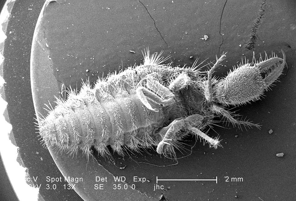 Magnification surface 