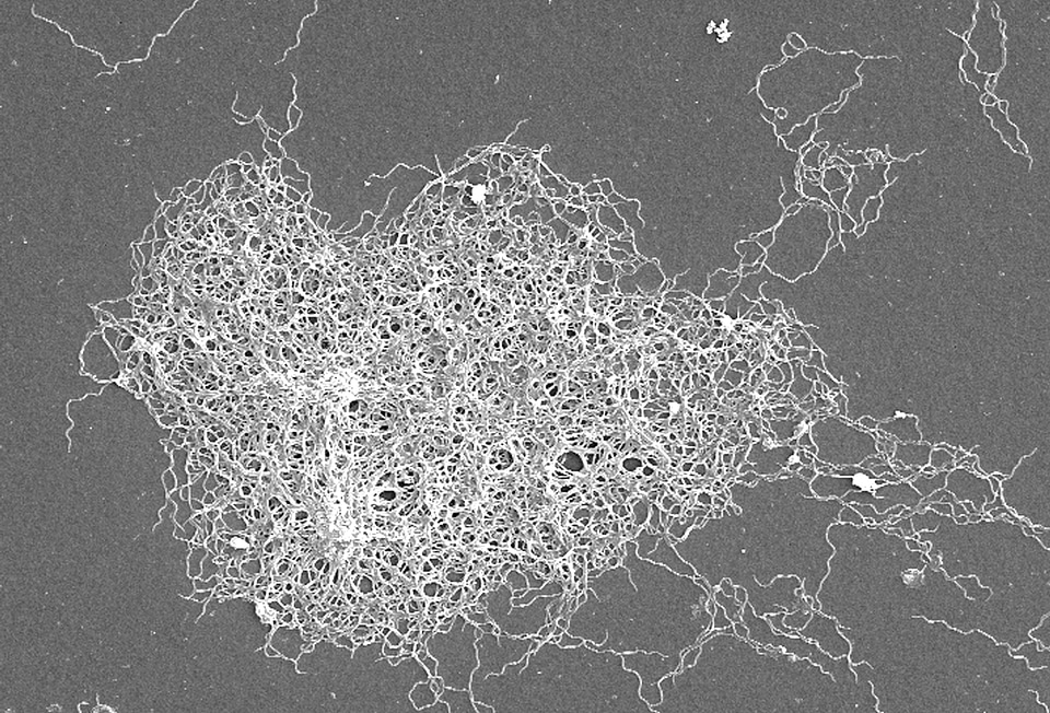 Bacteria Borrelia spirochaetaceae worm