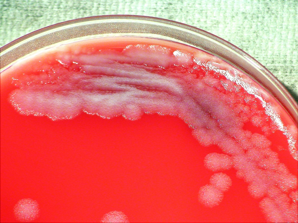 Bacillus bacteria cargo