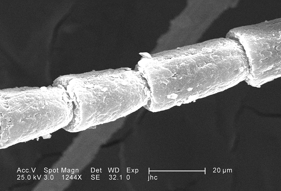 Chef flagellum magnification