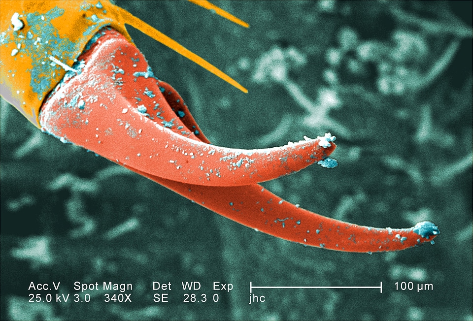 Myrmeleontidae surface 
