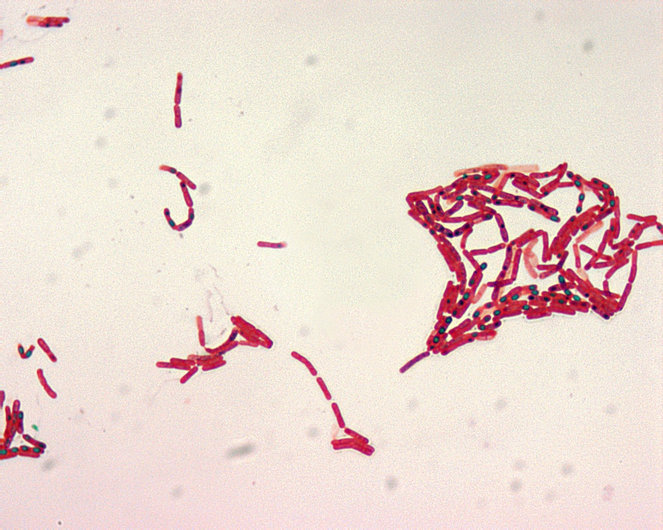 Bacillus greenery magnification