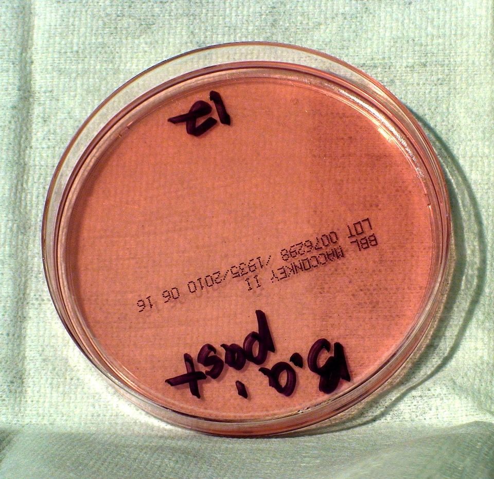 Bacillus bacteria means