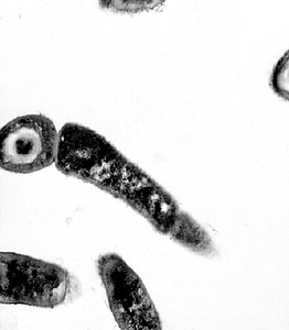 Bacillus black black and white photo