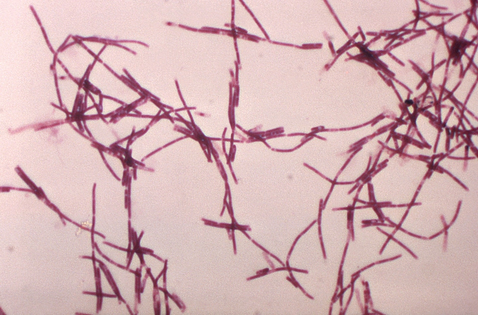 Bacillus bacteria gram