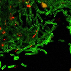 Bacillus cell greenery photo