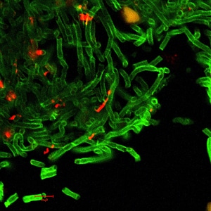 Bacillus cell greenery