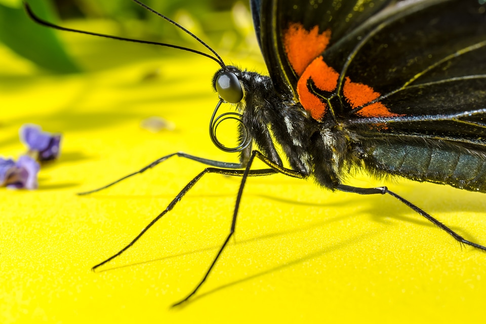 Probe proboscis rolled up