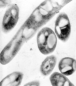 Bacillus close close-up
