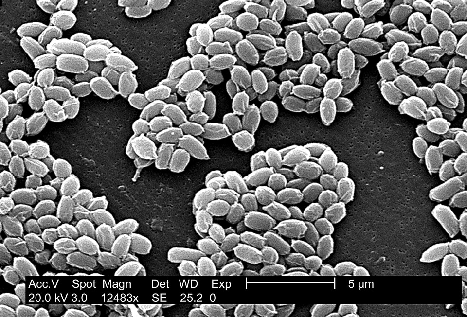 Bacillus bacteria cargo