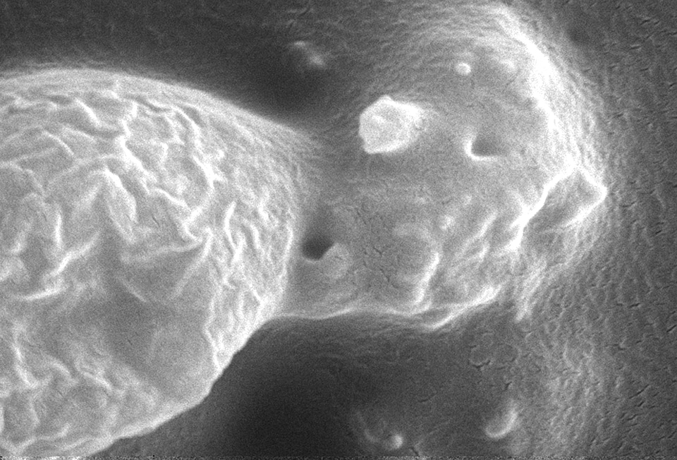 Organism protozoan surface