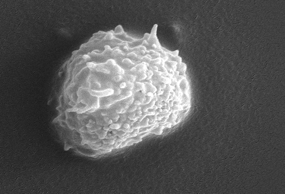 Protozoan surface ultrastructural