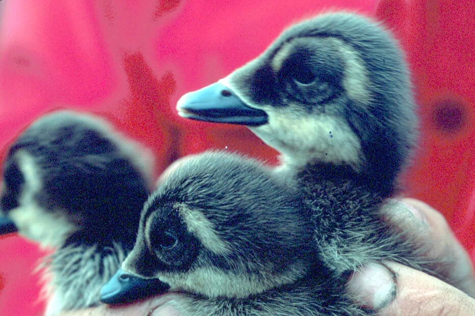 Duck  