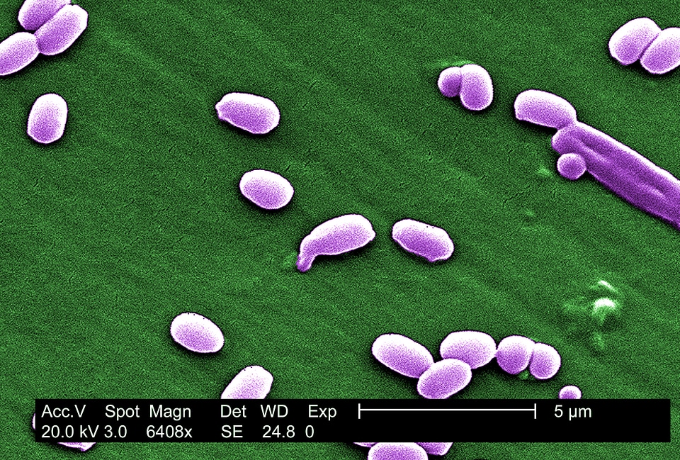 Bacillus bacteria cargo