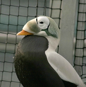 Bird duck male