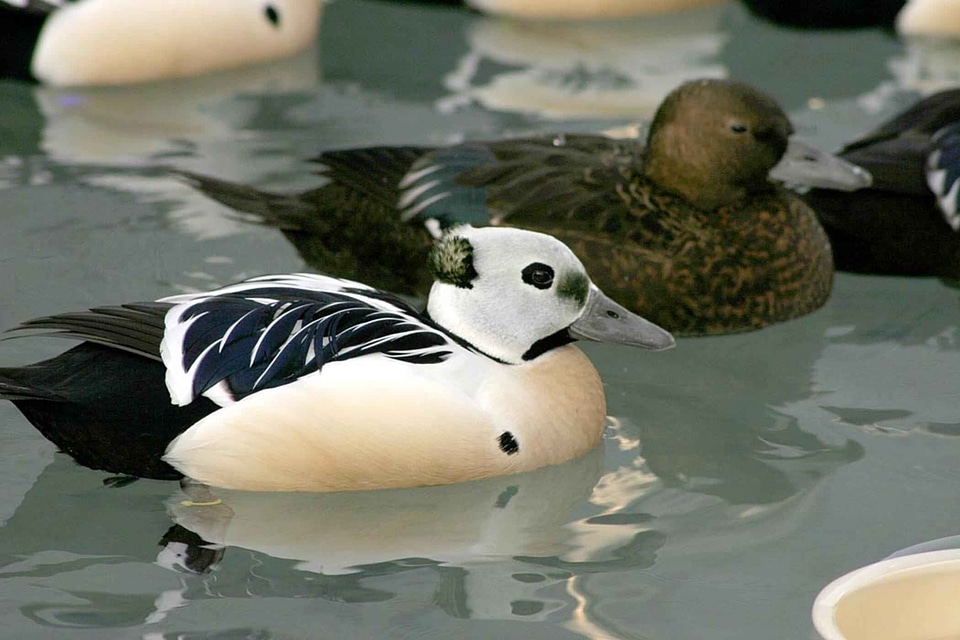 Aquatic Bird bird male