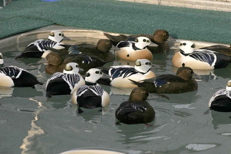 Pool Somateria mollissima 