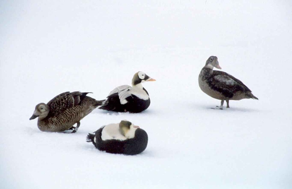 Background bird Somateria mollissima
