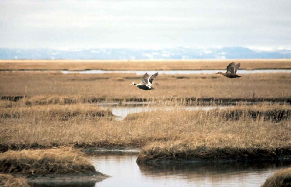 Bird female flight