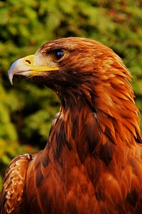 Predator detail beak