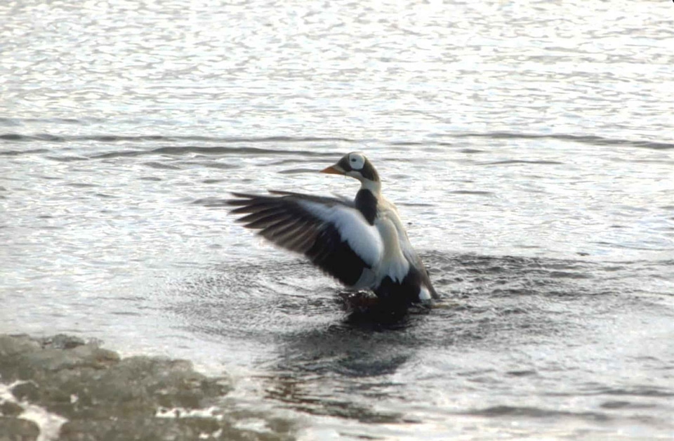 Animal aquatic bird bird