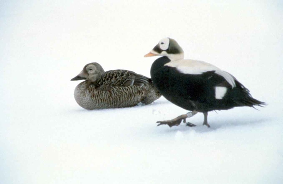 Background female male