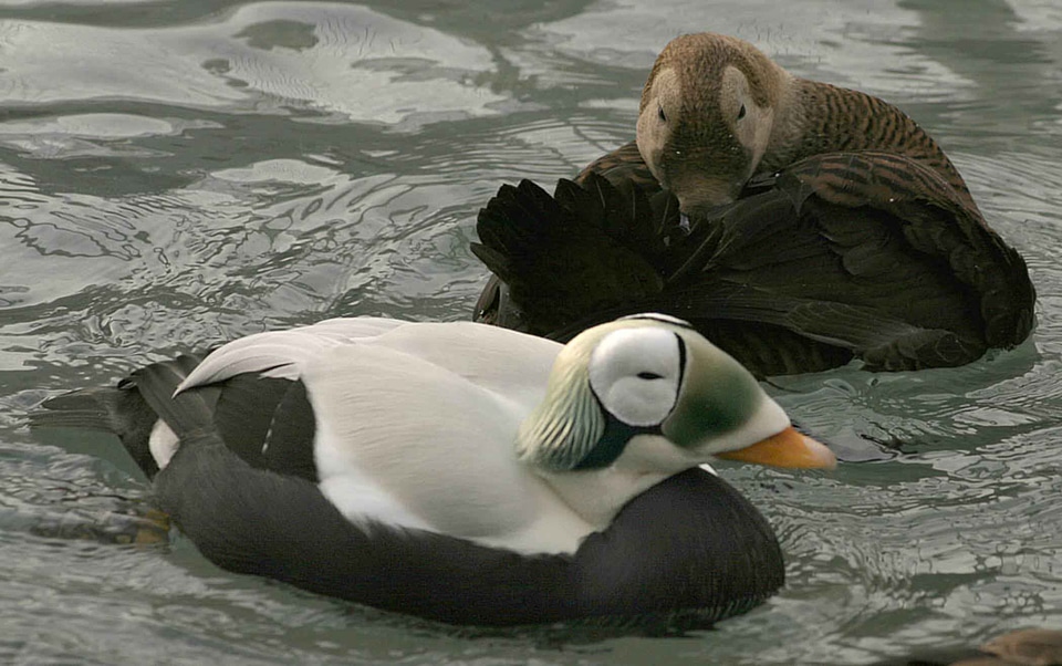 Couple female male