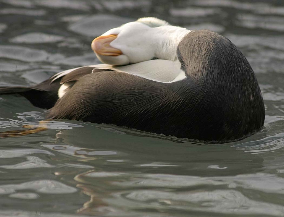 Bird male season