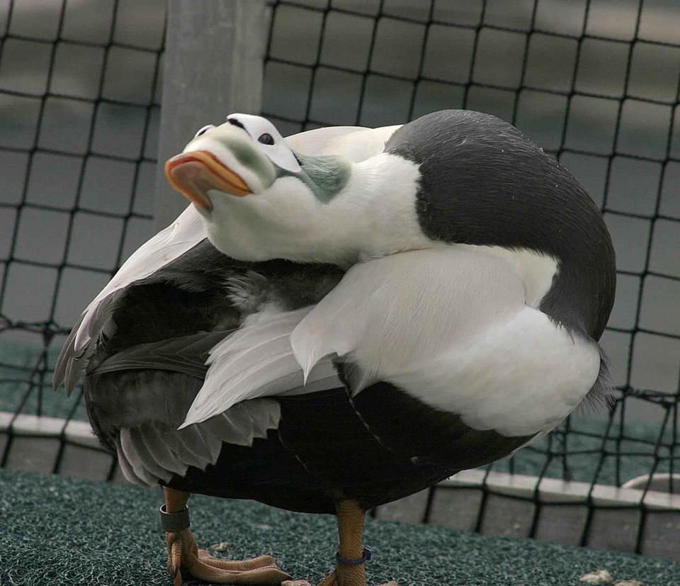 Male season Somateria mollissima