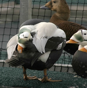 Bird male Somateria mollissima
