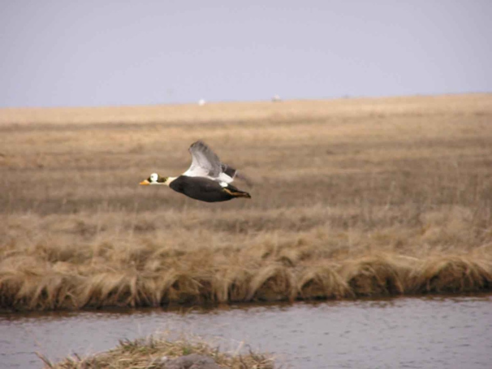 Close flight male
