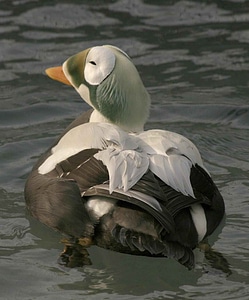 Male season Somateria mollissima