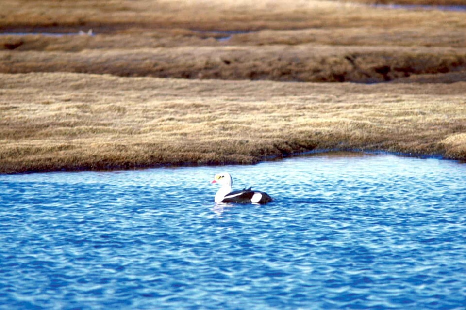 Animal aquatic bird bird