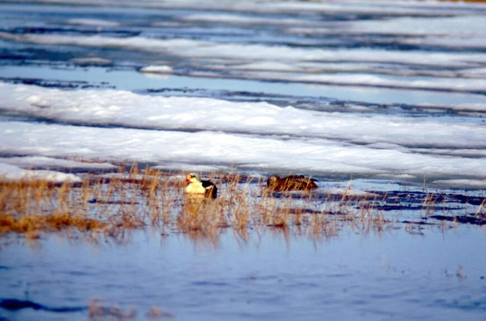 Animal aquatic bird bird