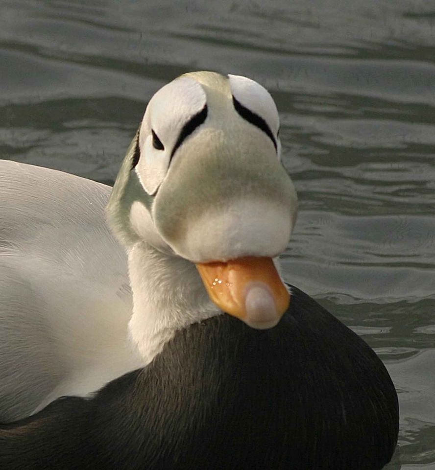 Male Somateria mollissima 