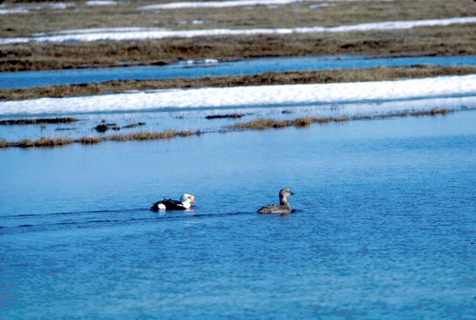 Animal aquatic bird bird