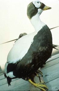 Animal aquatic bird bird