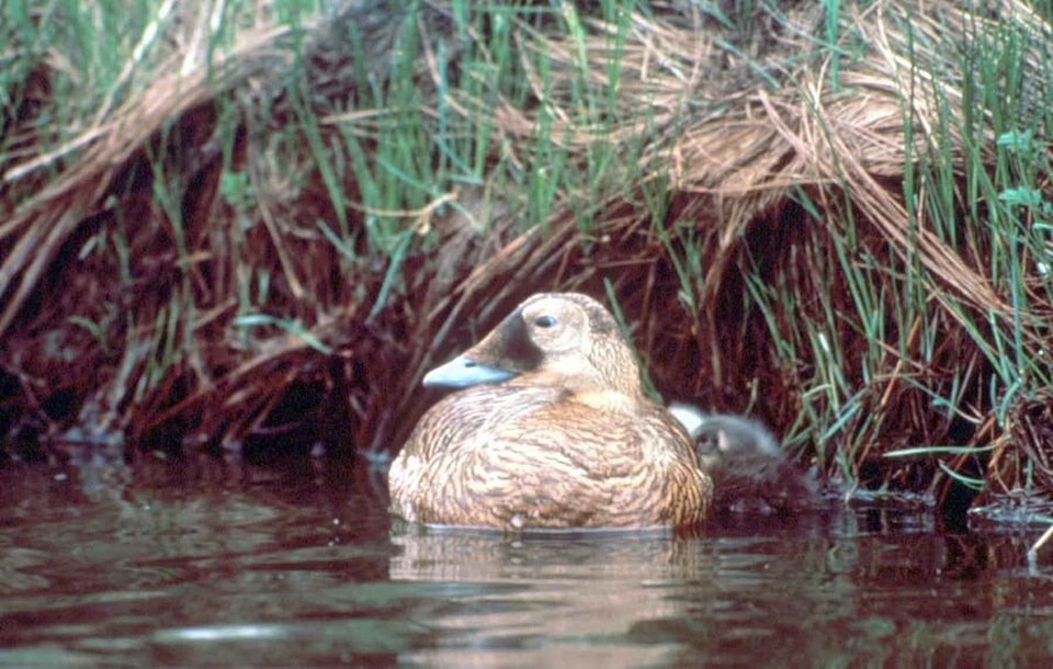 Bathe ducks female
