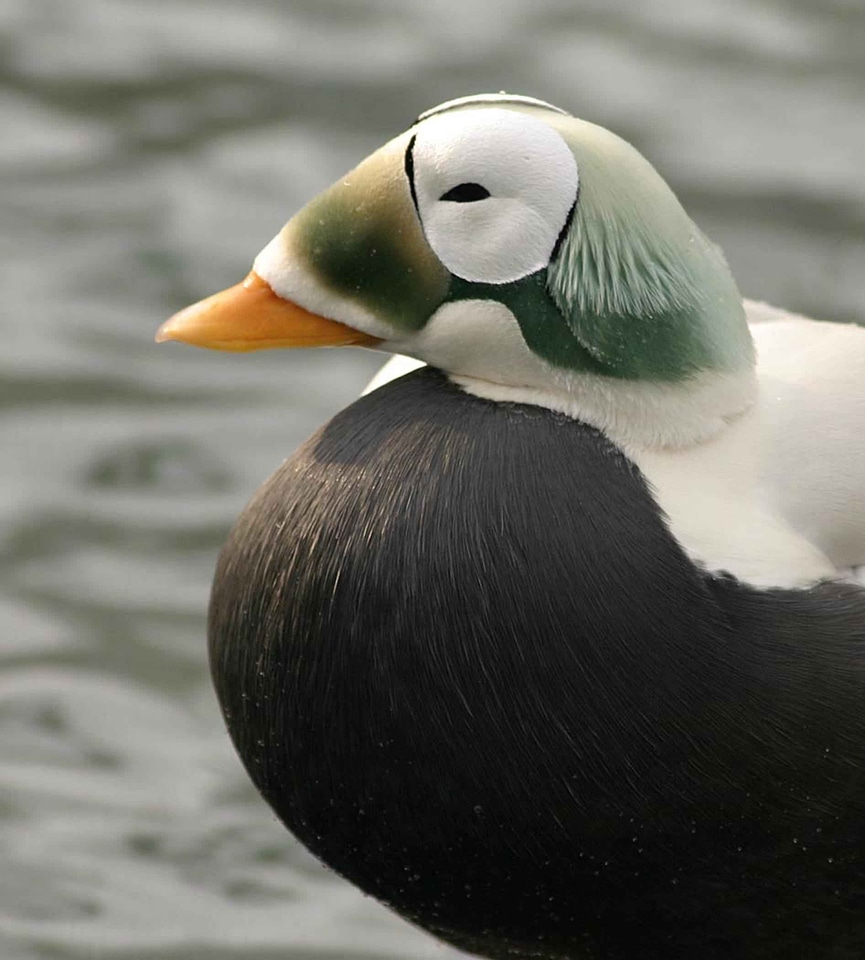 Bird detailed duck