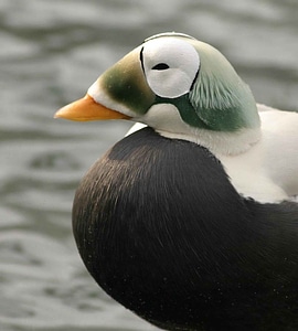 Bird detailed duck