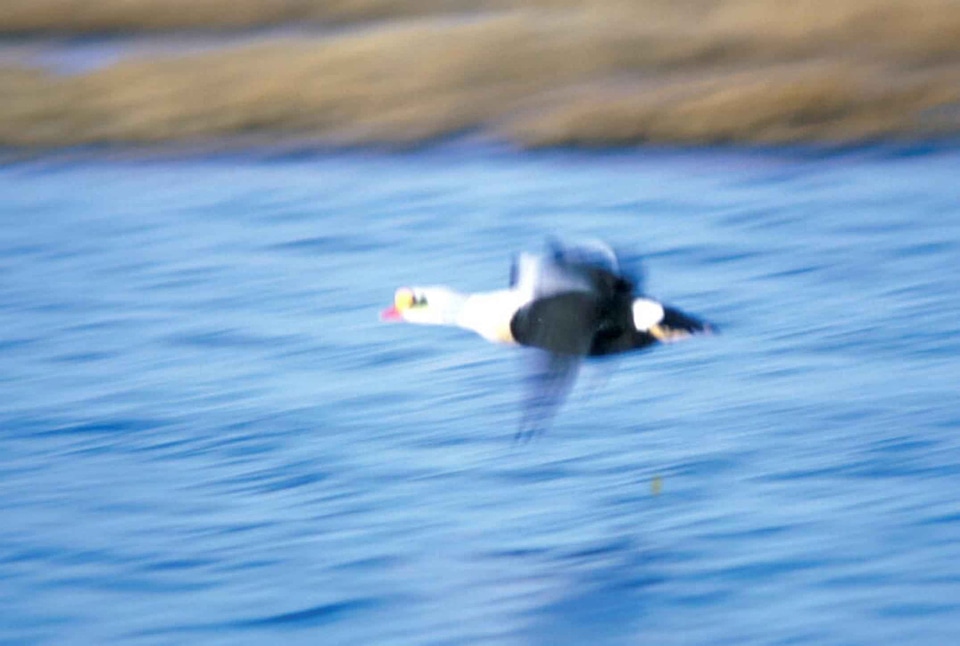 Flight Somateria mollissima 