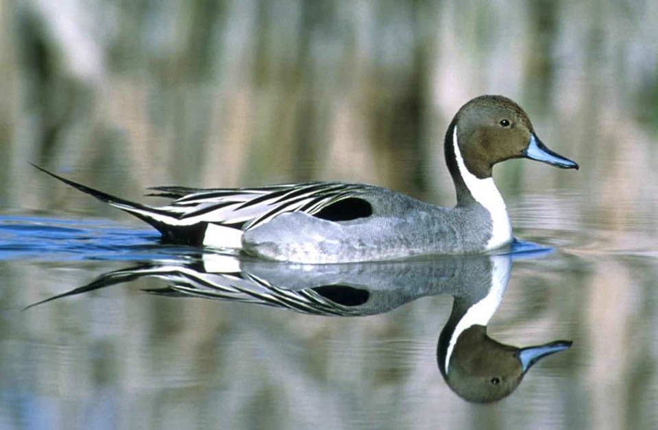 Anas Acuta bird water