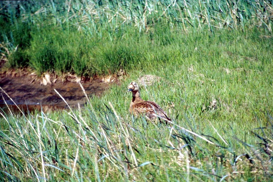 Animal aquatic bird bird