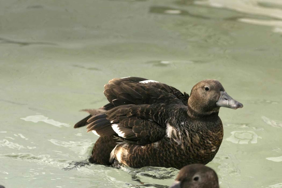 Bird female Somateria mollissima