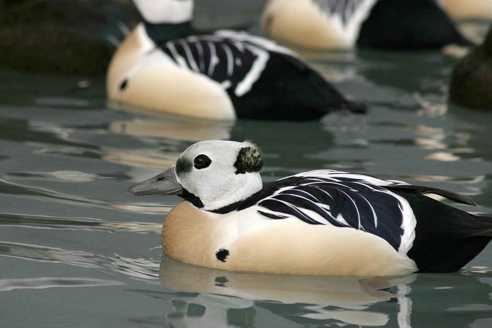Bathe breeding ducks
