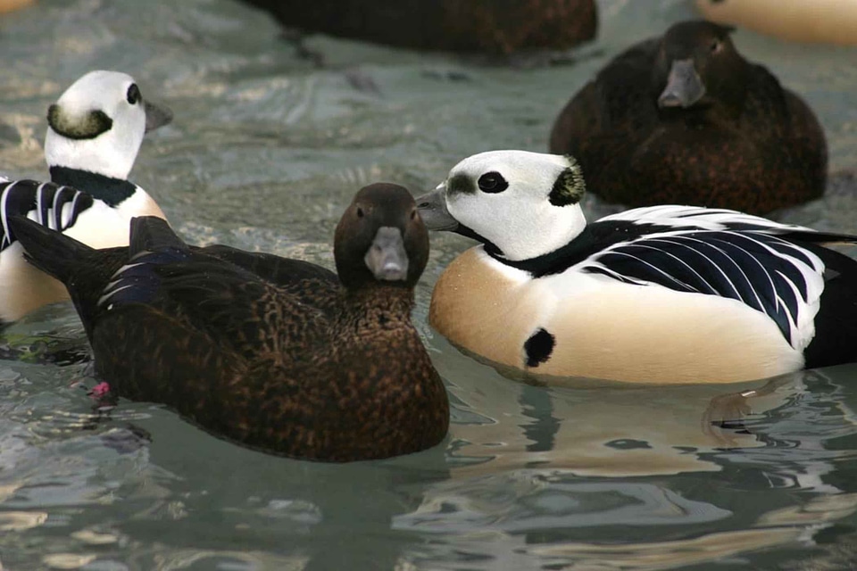 Bathe ducks Somateria mollissima