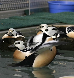 Bird breeding detailed