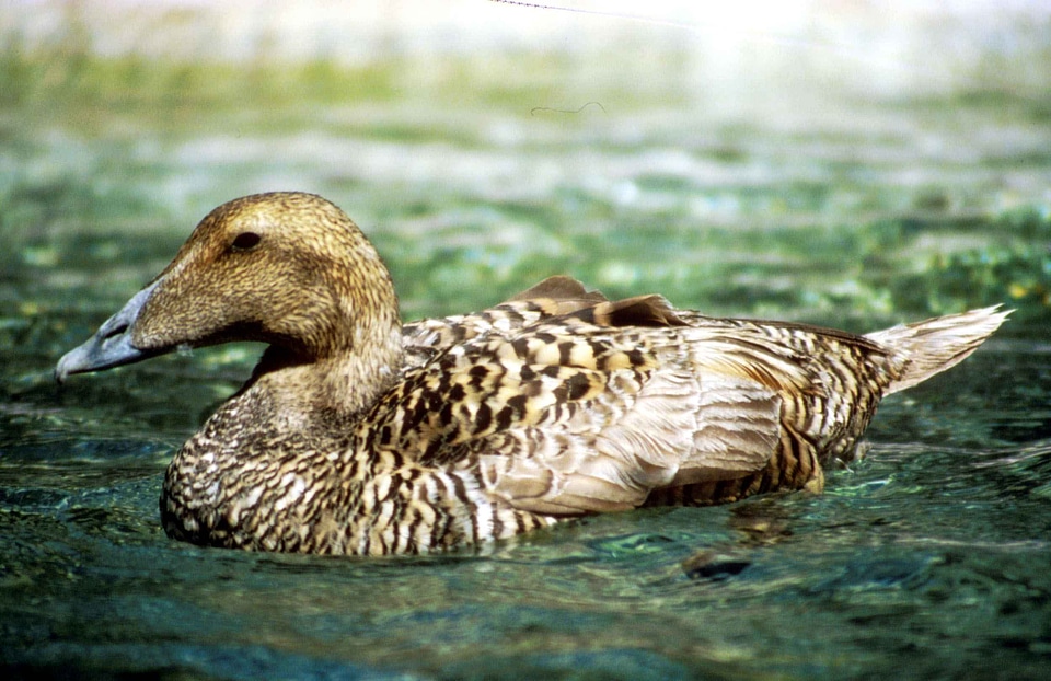 Aquatic Bird bird pacific