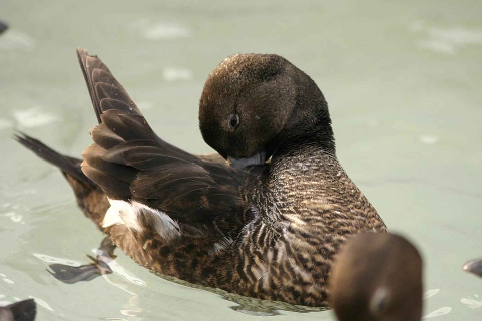 Breeding female plumage